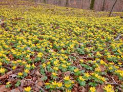 Winterlinge   Wanderung Im Jenaer Rautal 2020 00013